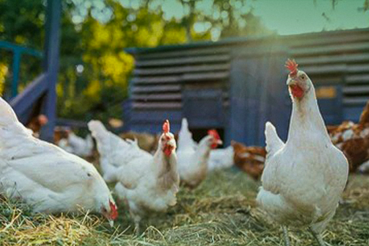 Agricultural Development Projects and Their Details